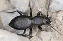 Cazier's Night-stalking Tiger Beetle - photo 3