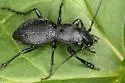 Cazier's Night-stalking Tiger Beetle - photo 4