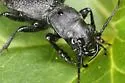 Cazier's Night-stalking Tiger Beetle - photo 5