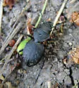 Greater Night-stalking Tiger Beetle