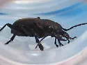 Greater Night-stalking Tiger Beetle - photo 2