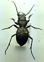 Greater Night-stalking Tiger Beetle - photo 4