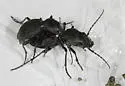 Greater Night-stalking Tiger Beetle - photo 5
