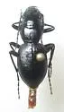Smooth Night-stalking Tiger Beetle