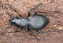 Big Trees Night-stalking Tiger Beetle