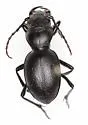 Big Trees Night-stalking Tiger Beetle - photo 2