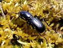 Lustrous Night-stalking Tiger Beetle
