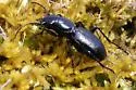 Lustrous Night-stalking Tiger Beetle - photo 2