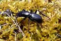Lustrous Night-stalking Tiger Beetle - photo 3