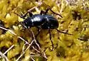 Lustrous Night-stalking Tiger Beetle - photo 4