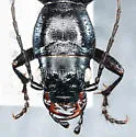 Lustrous Night-stalking Tiger Beetle - photo 5