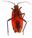 Oncerometopus atriscutis - photo 4