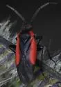Oncerometopus nicholi - photo 2