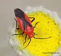 Oncerometopus nigriclavus - photo 2