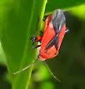 Oncerometopus nigriclavus - photo 4