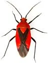 Oncerometopus nigriclavus - photo 5