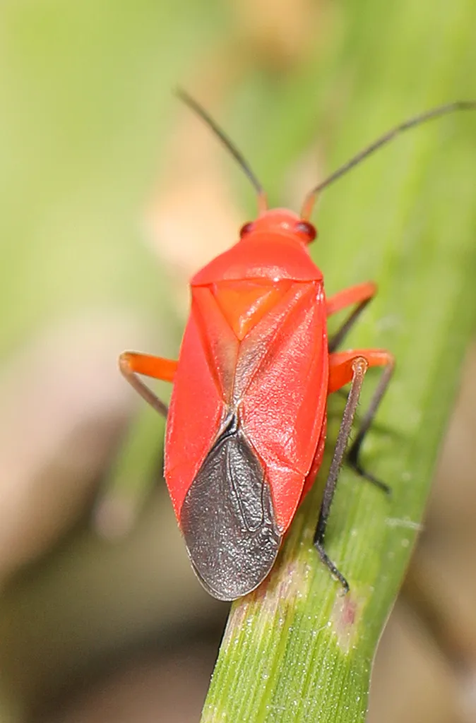 Oncerometopus ruber - photo 2