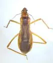 Oncerotrachelus acuminatus