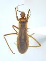 Oncerotrachelus acuminatus - photo 2