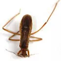 Oncerotrachelus acuminatus - photo 3