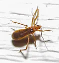 Oncerotrachelus acuminatus - photo 4