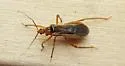 Oncerotrachelus acuminatus - photo 5
