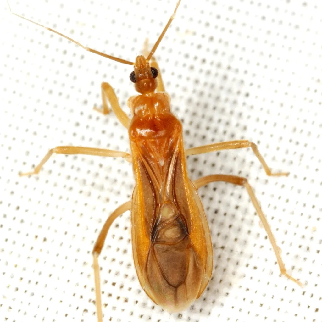 Oncerotrachelus pallidus - photo 2