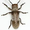 Twig Girdler - Oncideres cingulata
