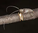 Twig Girdler - photo 3