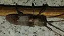 Twig Girdler - photo 4