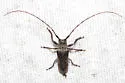 Twig Girdler - photo 5