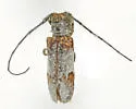 Oak Girdler - photo 5