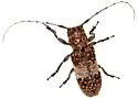 Mesquite Girdler - photo 3