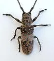 Mesquite Girdler - photo 4