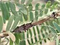 Mesquite Girdler - photo 5