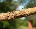 Oncocephalus geniculatus