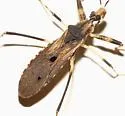 Oncocephalus geniculatus - photo 2