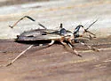 Oncocephalus geniculatus - photo 4
