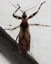 Oncocephalus geniculatus - photo 5