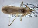 Oncocephalus nubilus - Oncocephalus nubilus