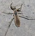 Oncocephalus nubilus - photo 2