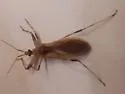 Oncocephalus nubilus - photo 3