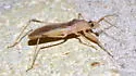 Oncocephalus nubilus - photo 4