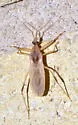 Oncocephalus nubilus - photo 5