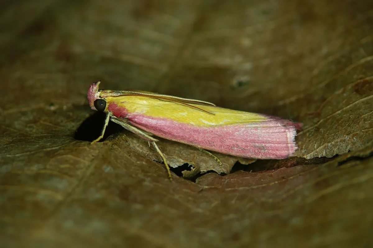 Oncocera semirubella - photo 3