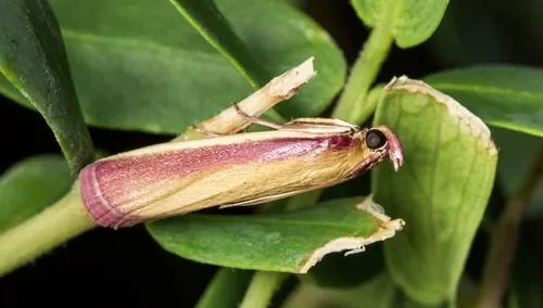 Oncocera semirubella - photo 4