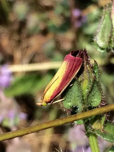 Oncocera semirubella - photo 5