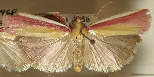 Oncocera semirubella - photo 6