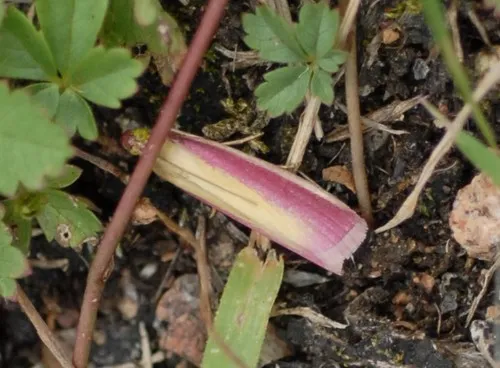 Oncocera semirubella - photo 7