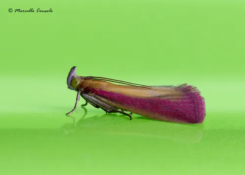 Oncocera semirubella - photo 8